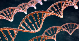 Narancsbőr és genetika?